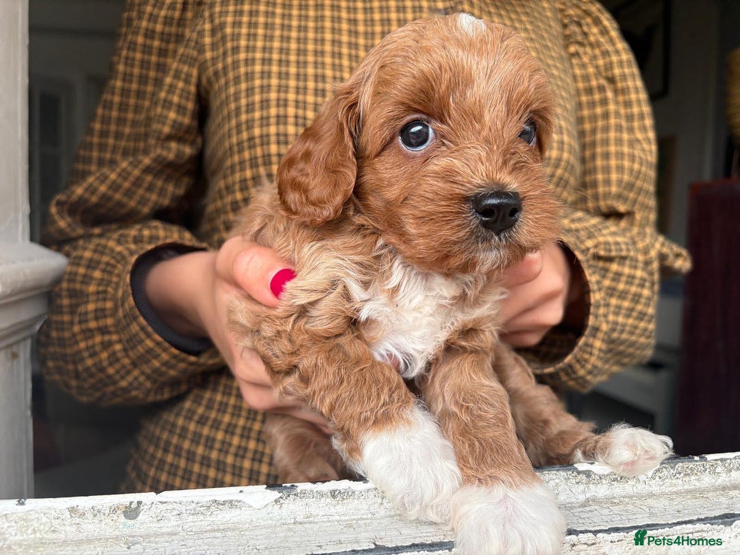 Cockapoo dogs for sale: Very unique Asian Toy Cockerpoos - Image 28