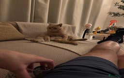 British Shorthair cats for sale: Our wonderful boy, Ferguson for sale  - Advert 1