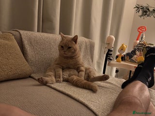 British Shorthair cats for sale: Our wonderful boy, Ferguson for sale - Advert 1