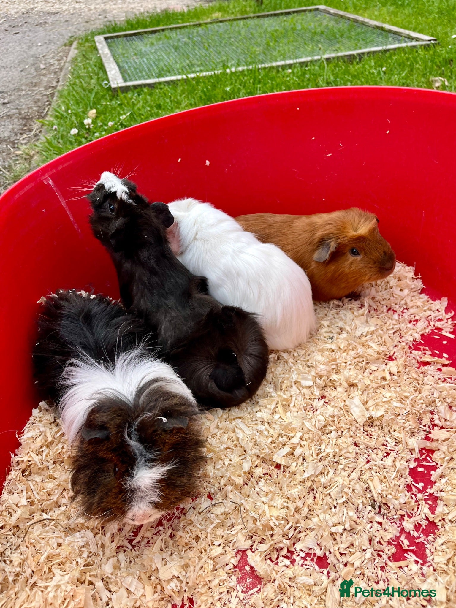 Guinea Pig rodents Baby pigs 20/6/26 - Advert 13