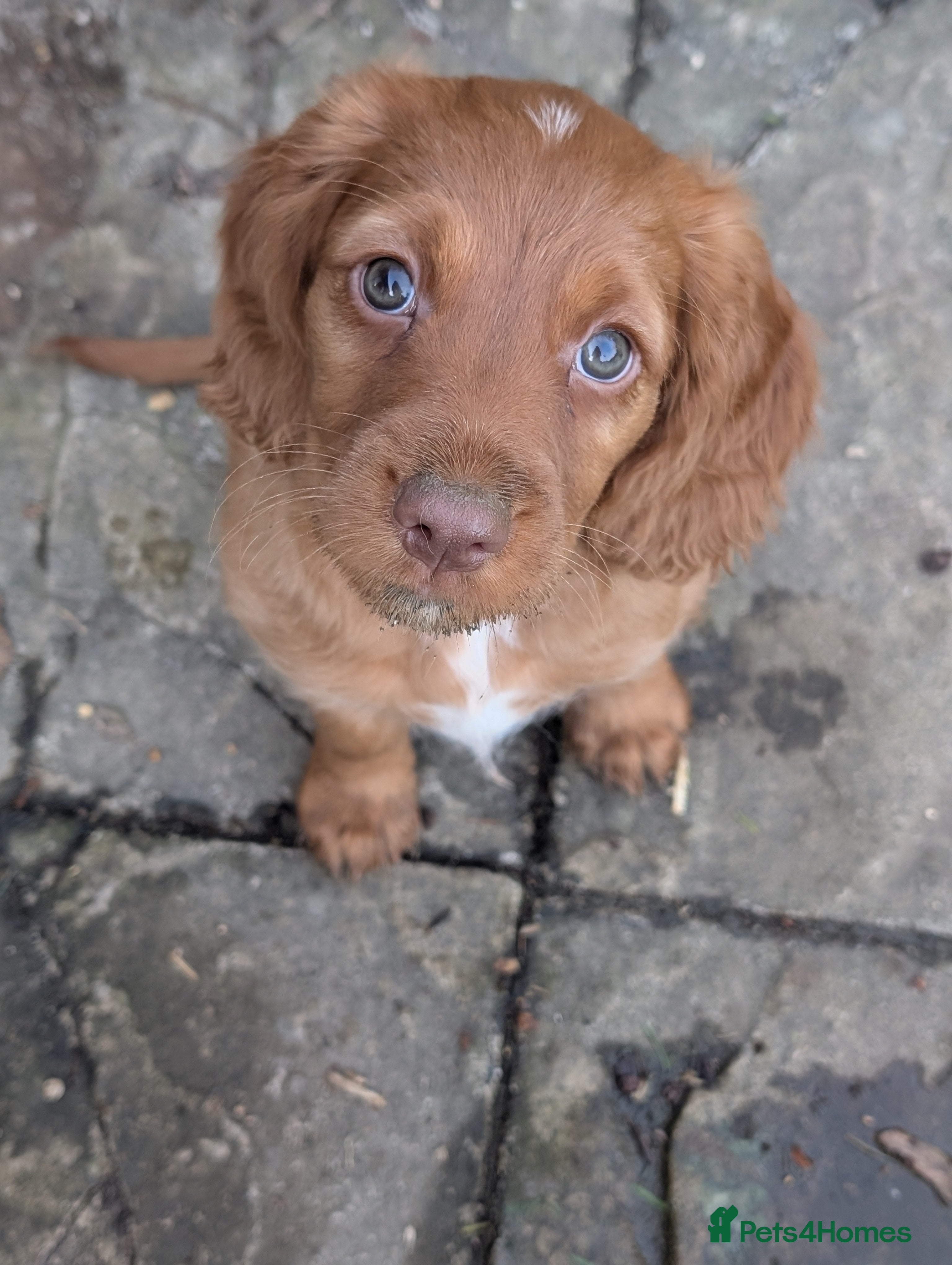 Cocker Spaniel dogs Adorable pedigree Cocker Spaniel pups - Advert 16
