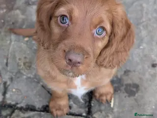 Cocker Spaniel dogs Adorable pedigree Cocker Spaniel pups - Advert 16