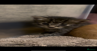 American Shorthair cats - Advert 6