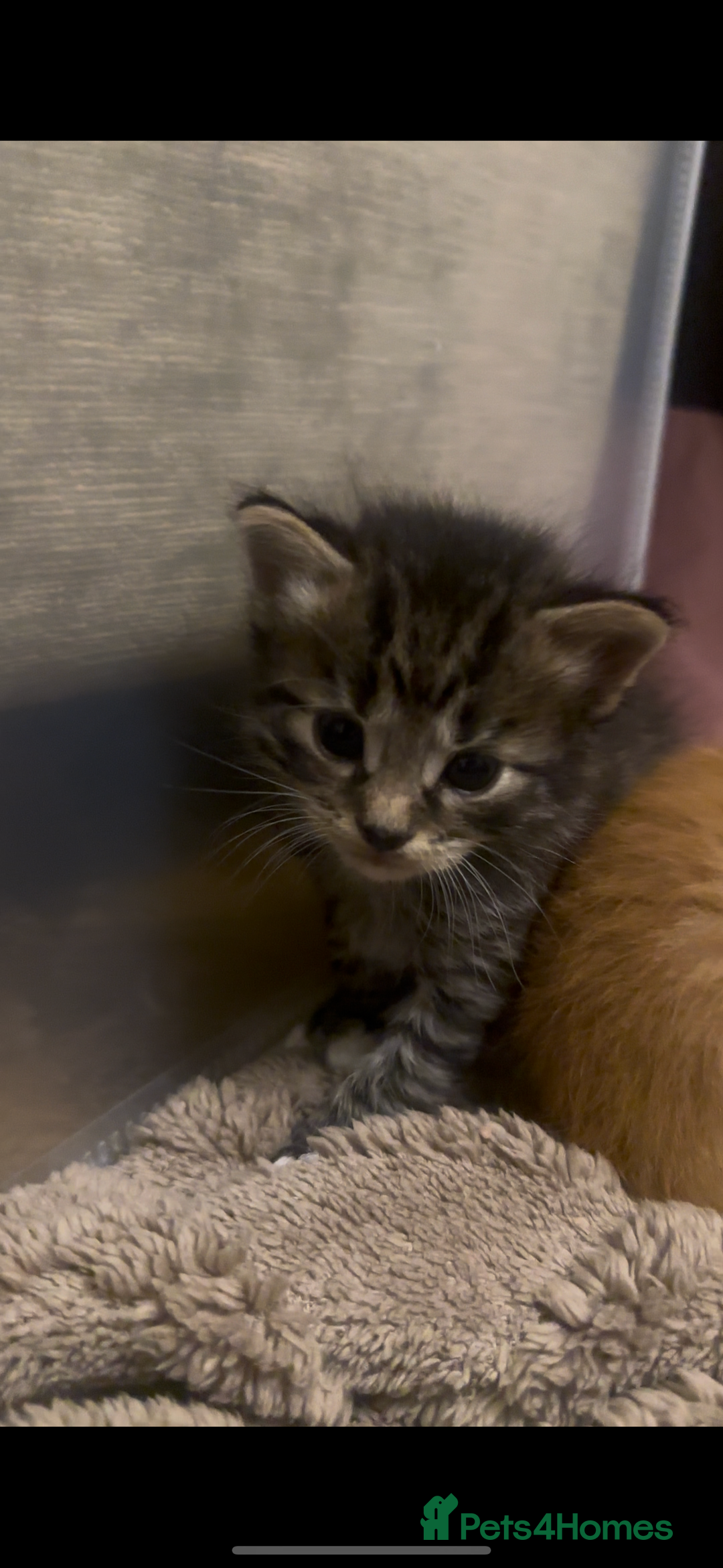 American Shorthair cats for sale: 6 kittens & 1 year old Mama for sale in Kent - Image 2