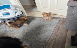 Pomeranian dogs for sale: Pomeranian girls for sale  - Image 6