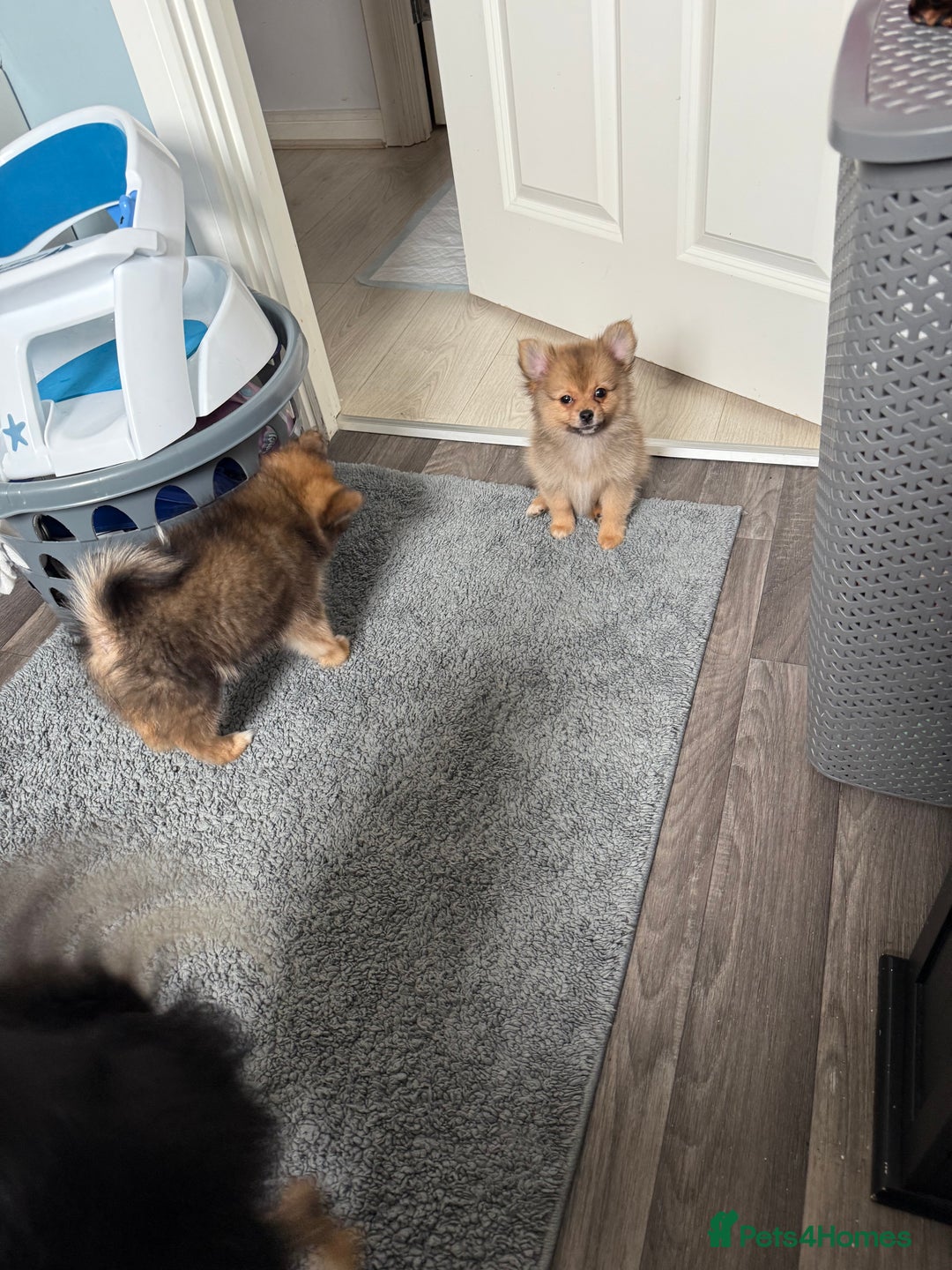 Pomeranian dogs for sale: Pomeranian girls for sale  - Image 6