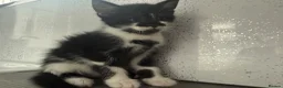 Mixed Breed cats for sale: Stunning kittens for sale x - Advert 5