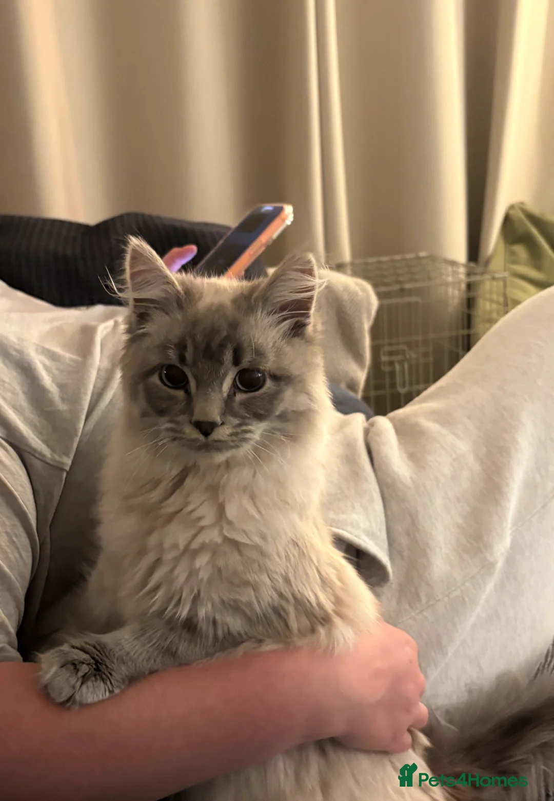 Mixed Breed cats for sale: Two bonded and affectionate 8 month old cats - Advert 2