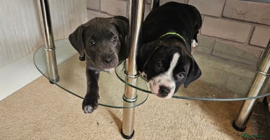 Staffordshire Bull Terrier dogs - Advert 3