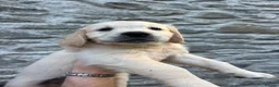 Golden Retriever dogs for sale: Gorgeous Golden Retriever Puppies  - Advert 11