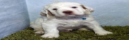 Clumber Spaniel dogs for sale: Pedigree KC Clumber Spaniel Puppies - Advert 5