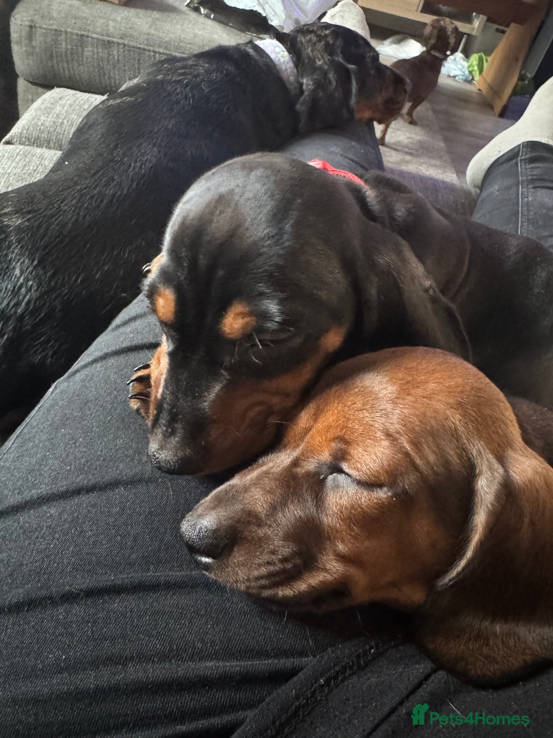 Miniature Dachshund dogs for sale: Miniature daschund Ready now - Image 18