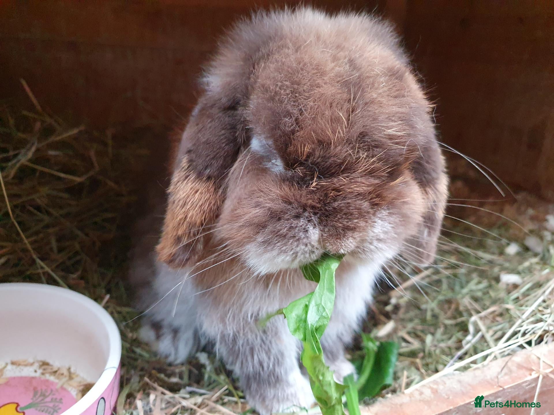 Mini Lop rabbits Adult rabbits for adoption inc spayed girl - Advert 1