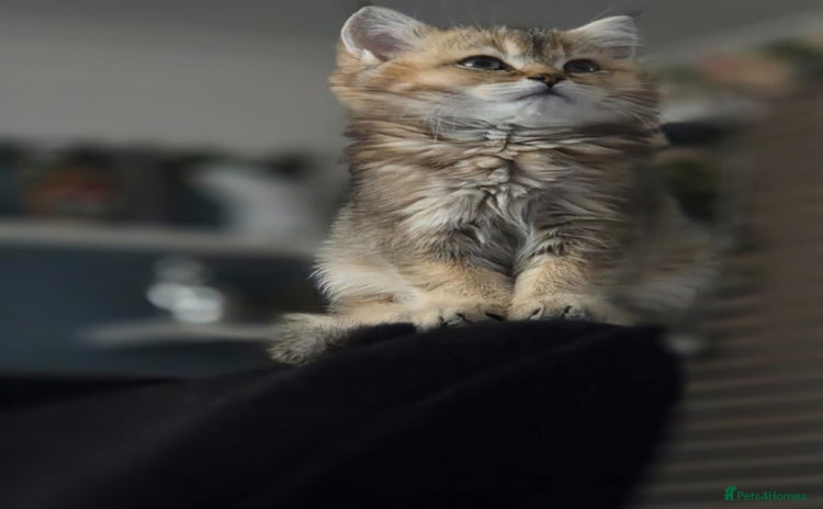 British Shorthair cats - Advert 5