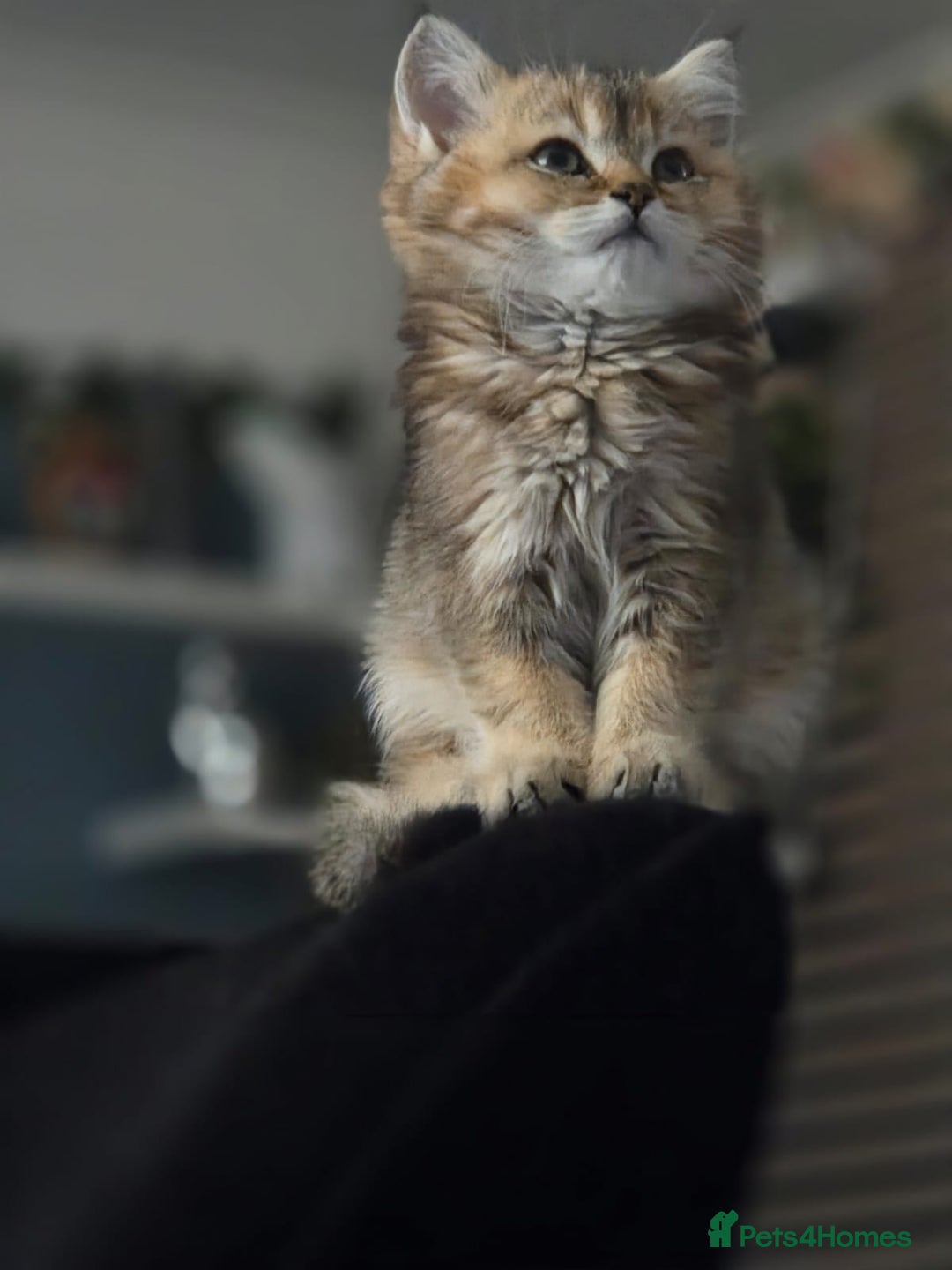 British Shorthair cats for sale: Beautiful 5 kittens  - Image 2