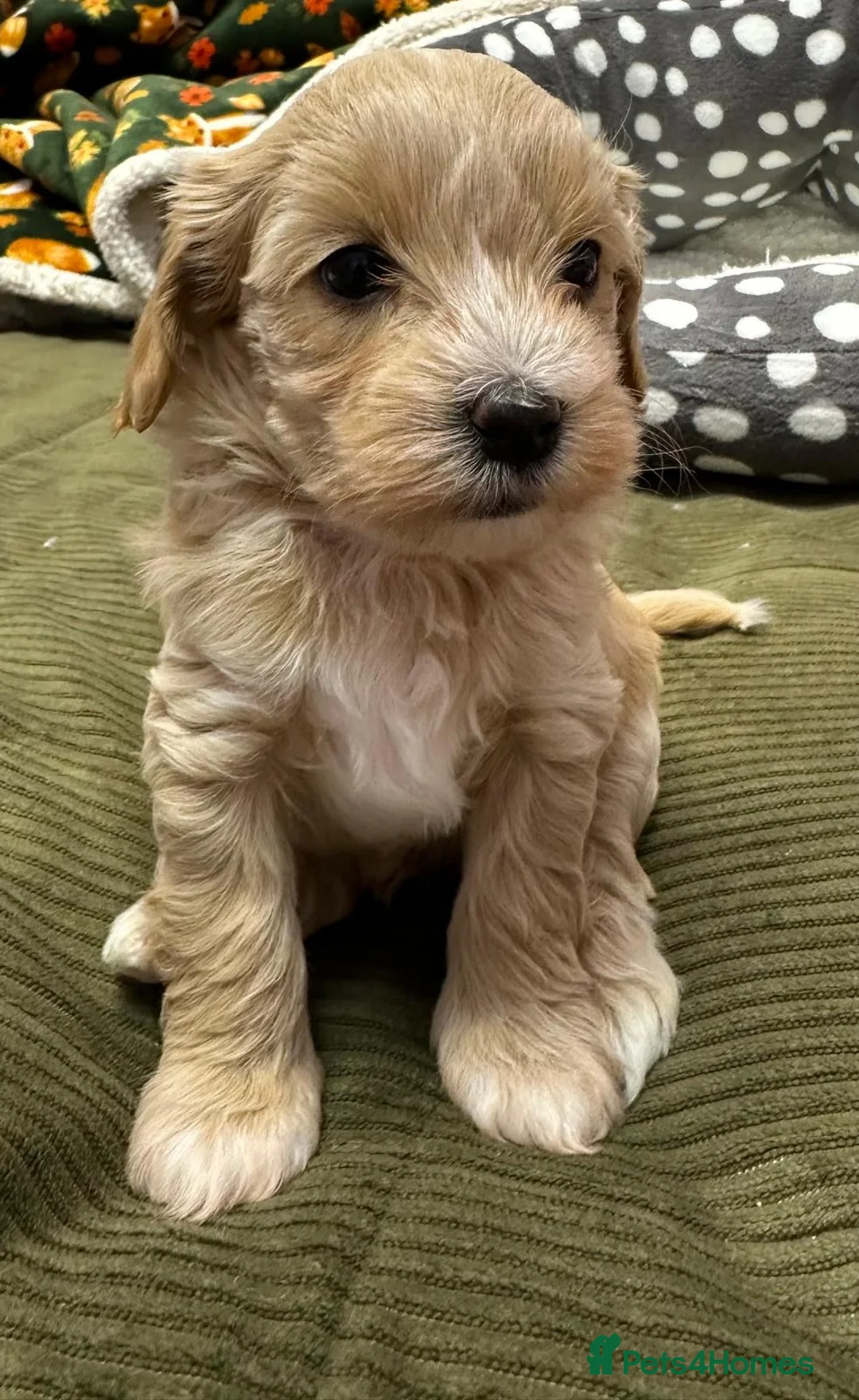 Maltipoo dogs for sale: Adorable maltipoos puppies  - Advert 15