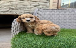 Cockapoo dogs for sale: F1 pra clear Cockapoos  - Advert 12