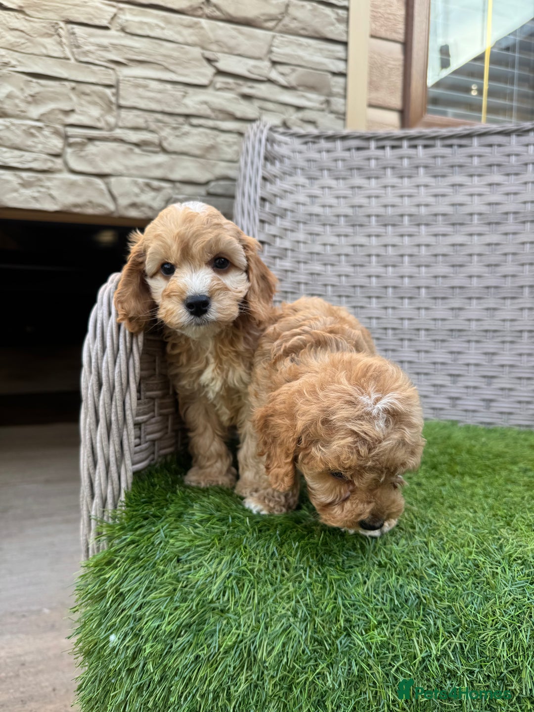 Cockapoo dogs for sale: F1 pra clear Cockapoos  - Advert 12