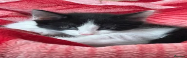 Aya