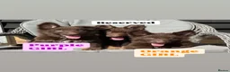 German Shepherd dogs for sale: CHOCOLATE AND TAN LONG COATED GERMAN SHEPARDS  in West Malling - Advert 29
