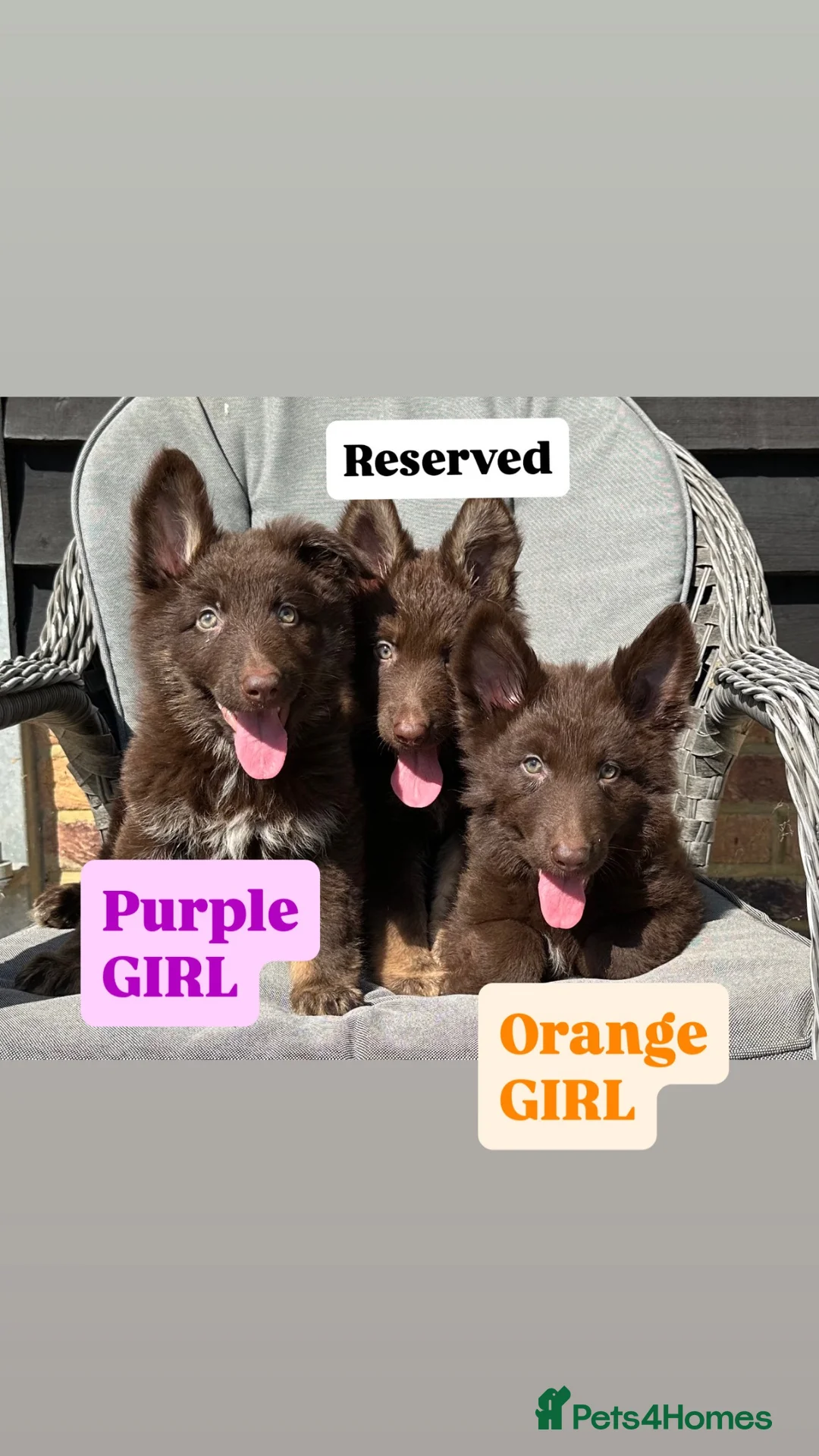 German Shepherd dogs for sale: CHOCOLATE AND TAN LONG COATED GERMAN SHEPARDS  - Advert 25