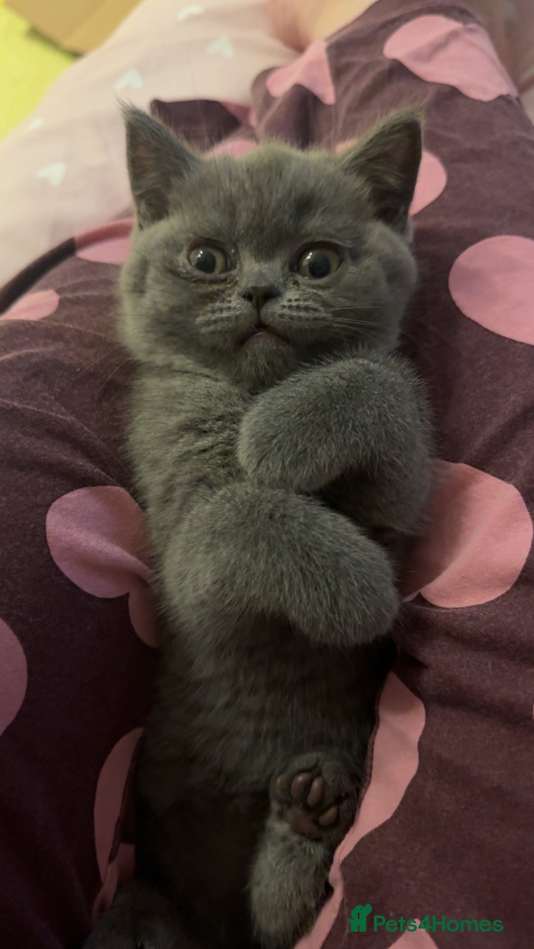 British Shorthair cats for sale: Beautiful British shorthair girl  - Advert 6