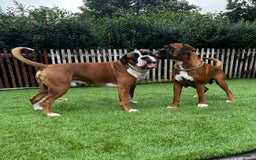 Boxer dogs for sale: 18Month Female Boxer Looking for Her Forever Home  - Image 3