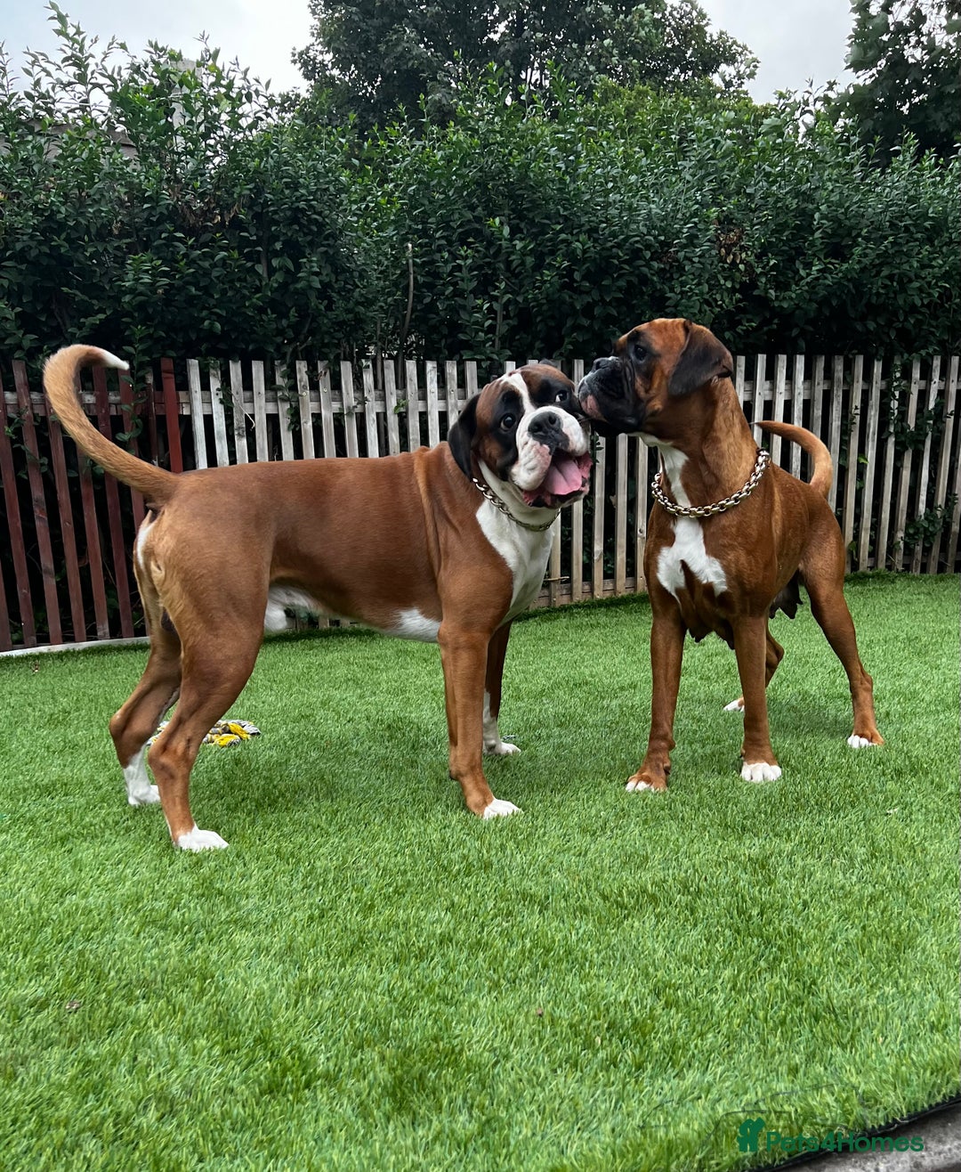 Boxer dogs for sale: 18Month Female Boxer Looking for Her Forever Home  - Image 3