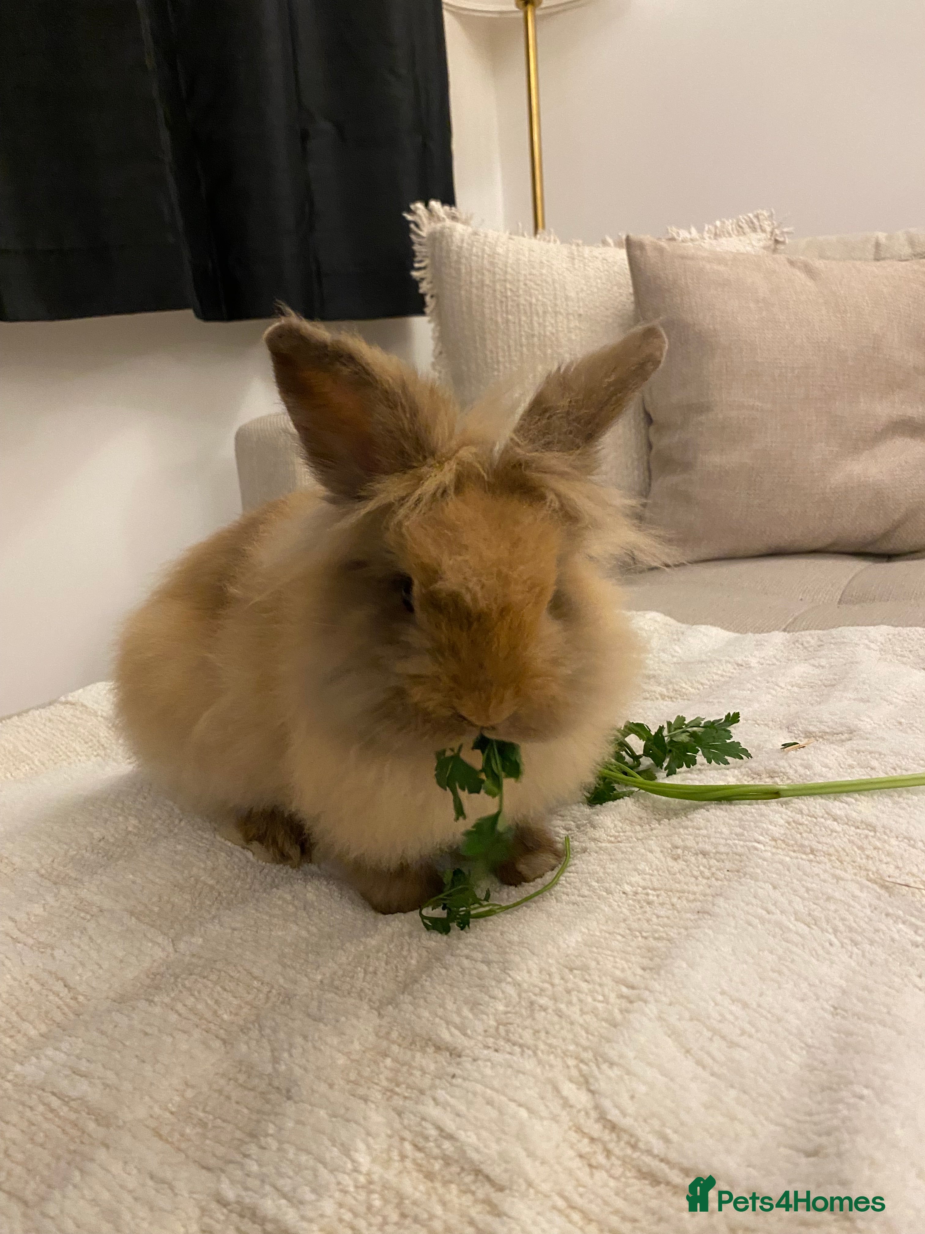 Lionhead rabbits 2 Lionhead Bunnies. cage and carrier include. - Advert 2