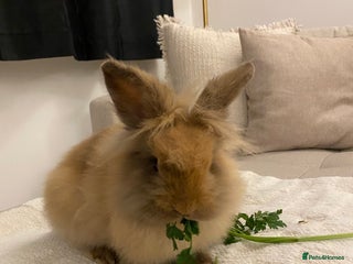 Lionhead rabbits 2 Lionhead Bunnies. cage and carrier include. - Advert 1