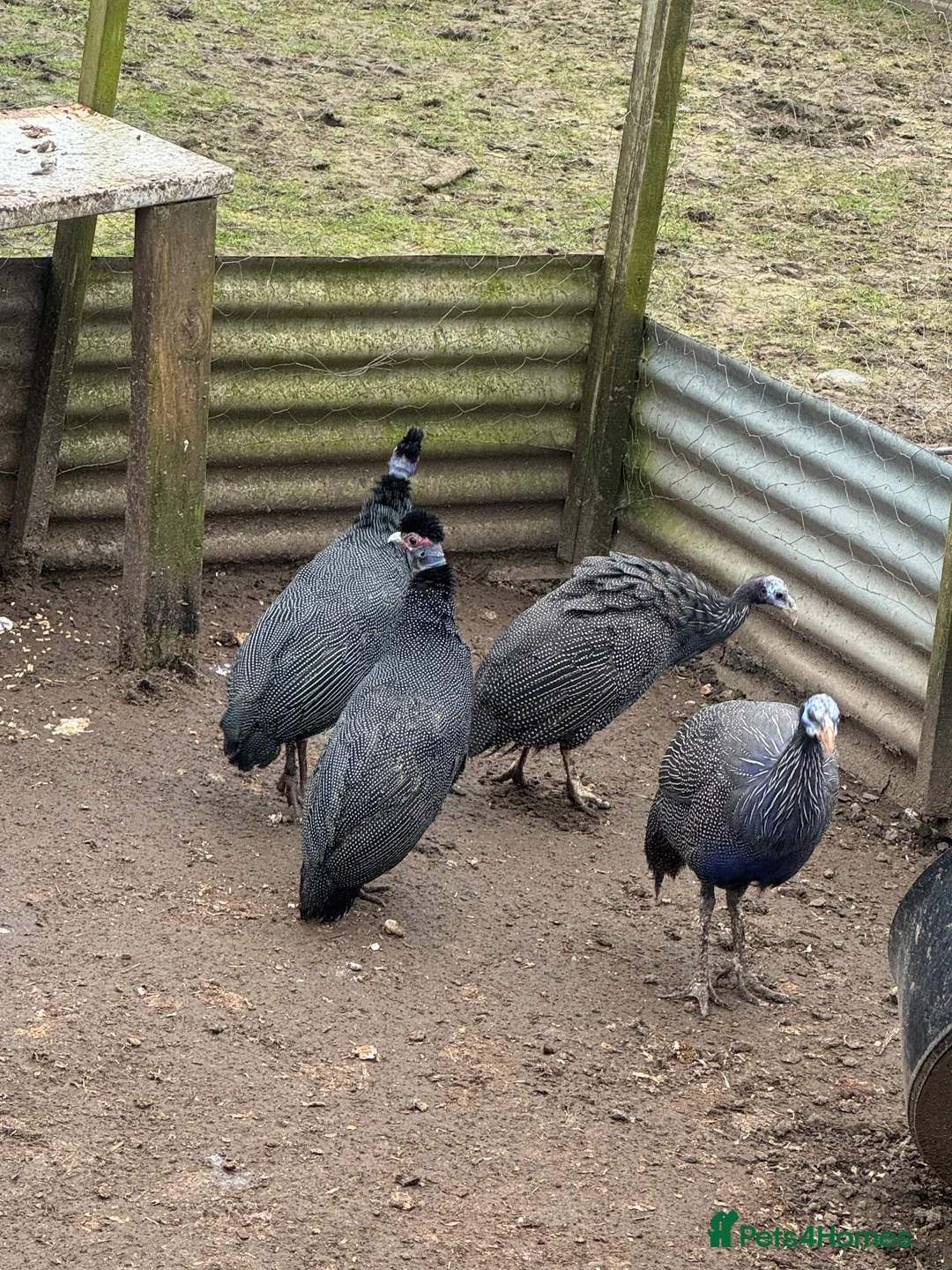 Guinea Fowl poultry for sale: Guinea foul created and vulturine rare breed - Advert 1