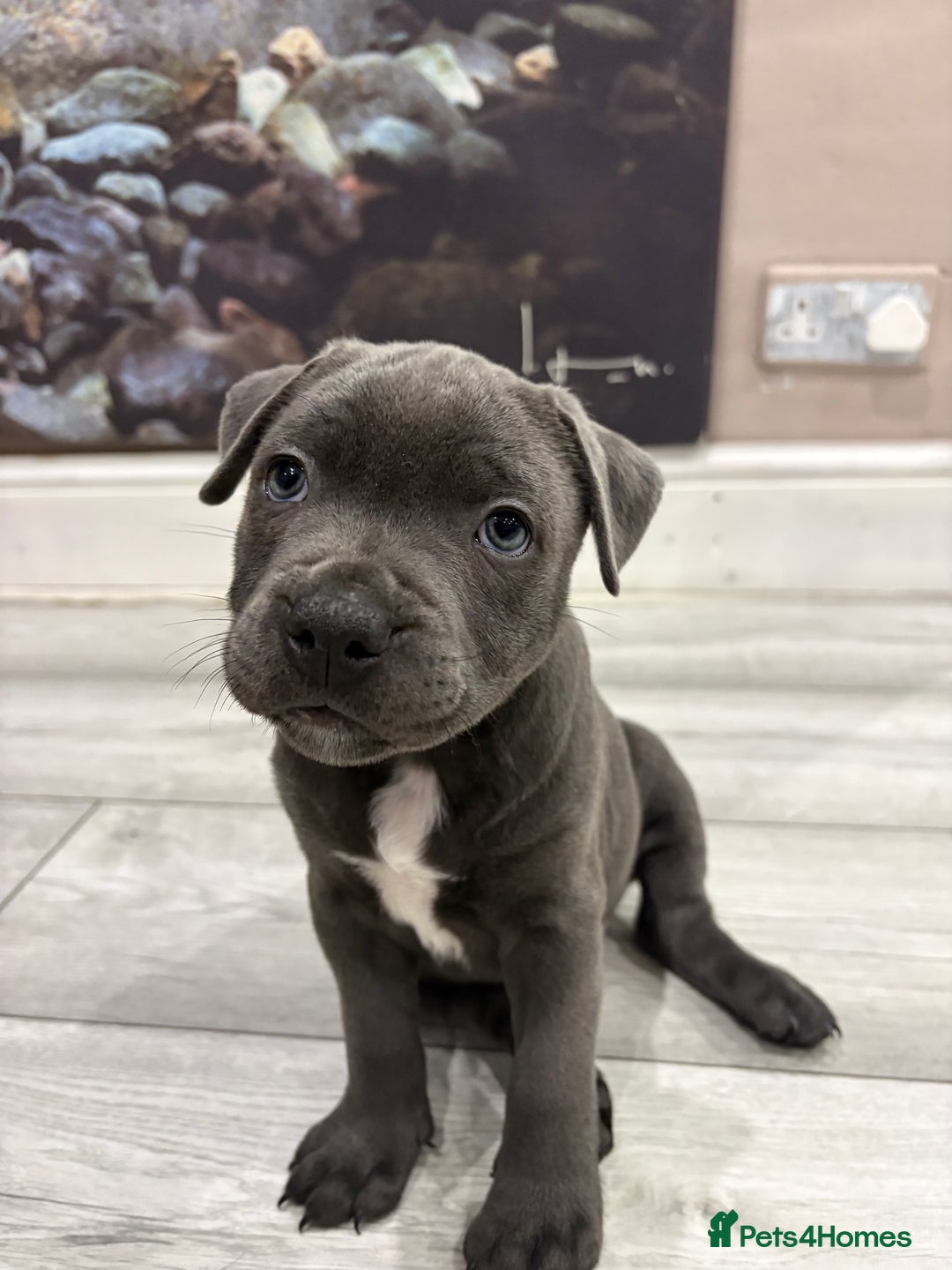 Staffordshire Bull Terrier dogs for sale: Dw Kc registered Blue Staffordshire Bull Terriers. - Advert 6
