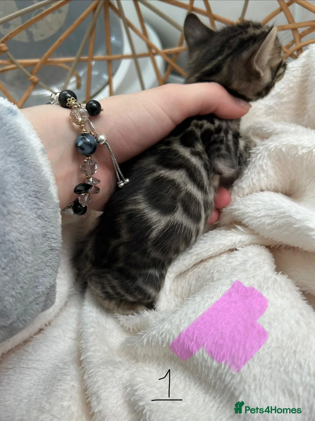 Bengal cats for sale: 💕 Stunning Pure Bengal Kittens ❤️ - Advert 1