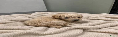 Cockapoo 1