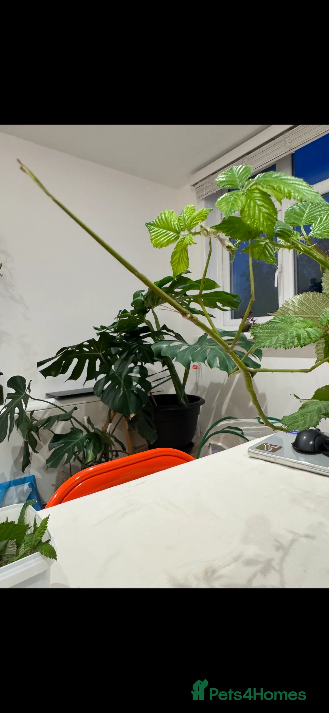 Stick Insects invertebrates for sale: Phryganistria heusii yentuensis EGGS in London - Advert 1