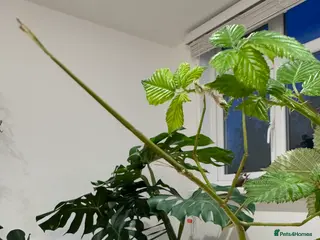 Stick Insects invertebrates Phryganistria heusii yentuensis EGGS - Advert 2