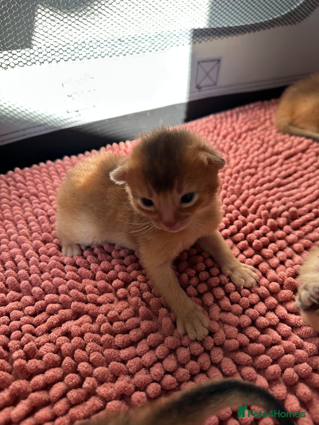 Abyssinian cats for sale: Tica reg. Abyssinian kittens  - Image 9