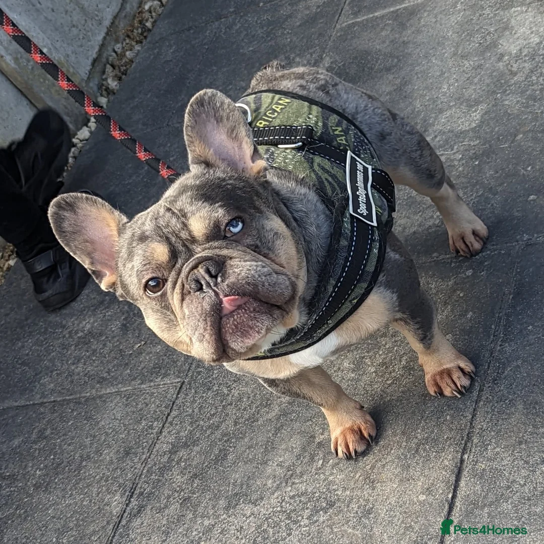 French Bulldog dogs for stud: Blue and tan quad merle in Sheffield - Advert 2