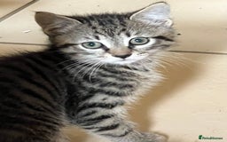 Mixed Breed cats for sale: Beautiful kittens ready now - Image 1