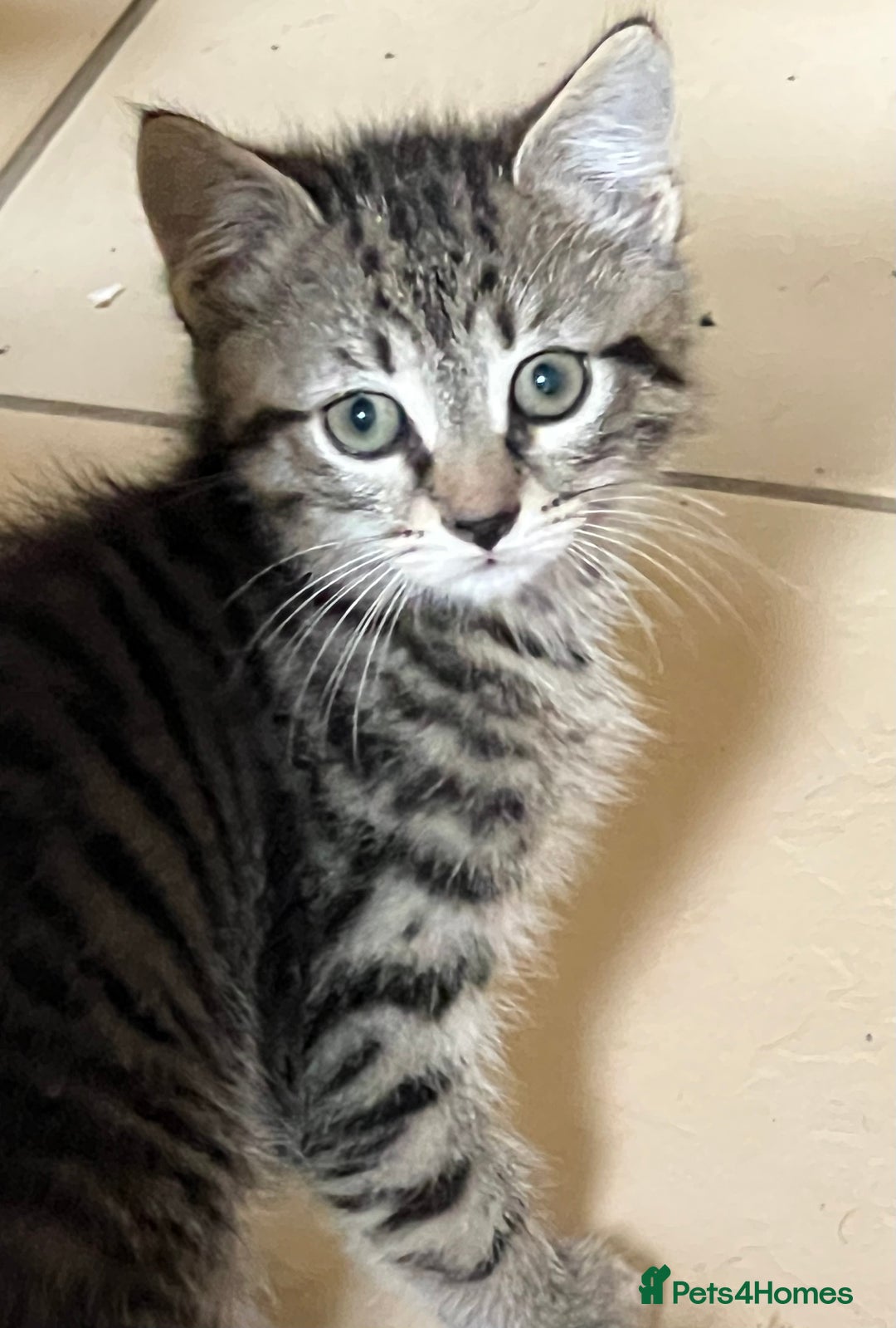 Mixed Breed cats for sale: Beautiful kittens ready now - Image 1