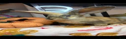 Continental Giant rabbits for sale: Stunning continental giant baby bunny rabbits - Advert 17