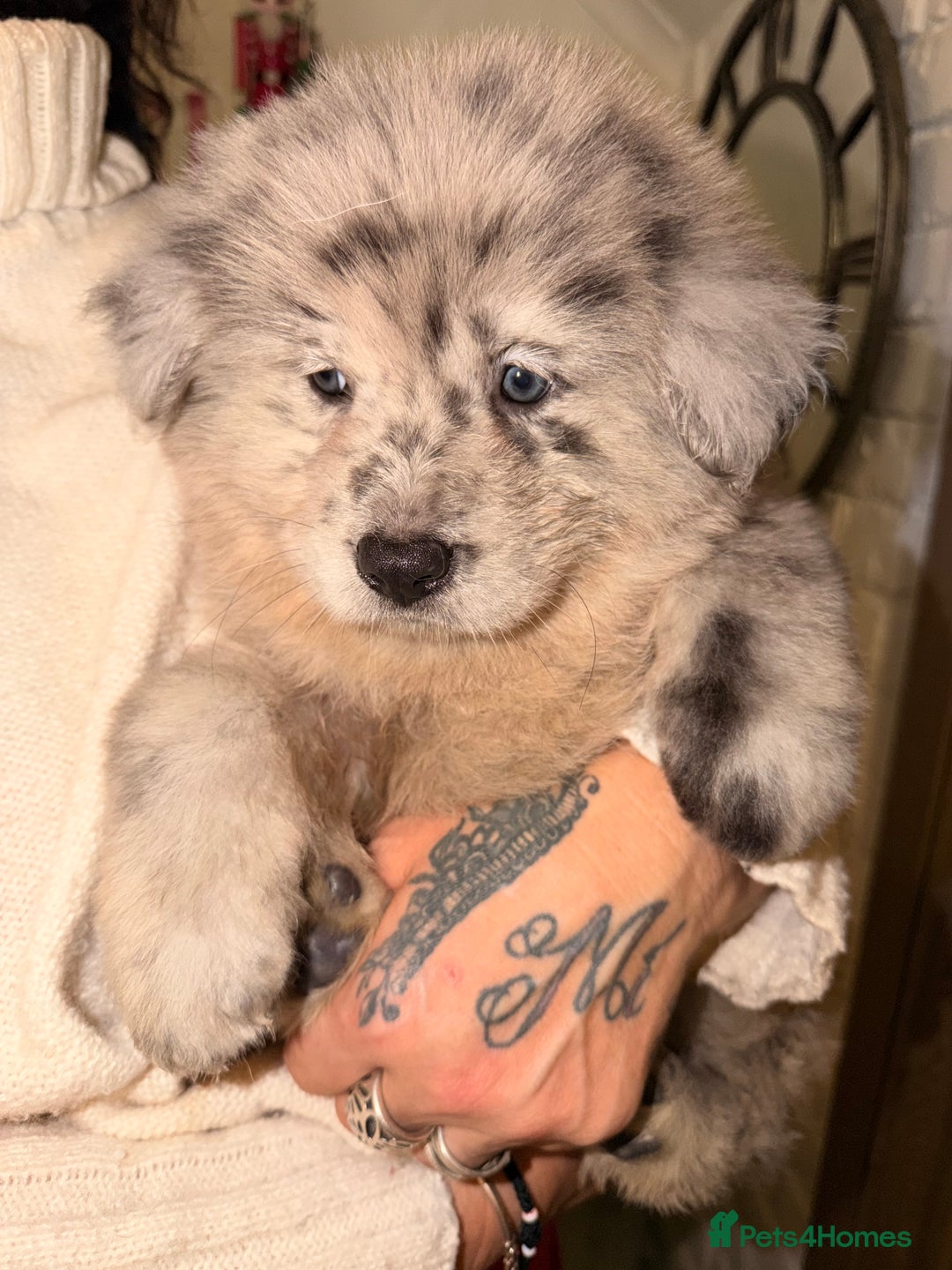 Mixed Breed dogs for sale: 🧸CHOW SHEPHERDS🧸 little bears ready now! - Advert 15