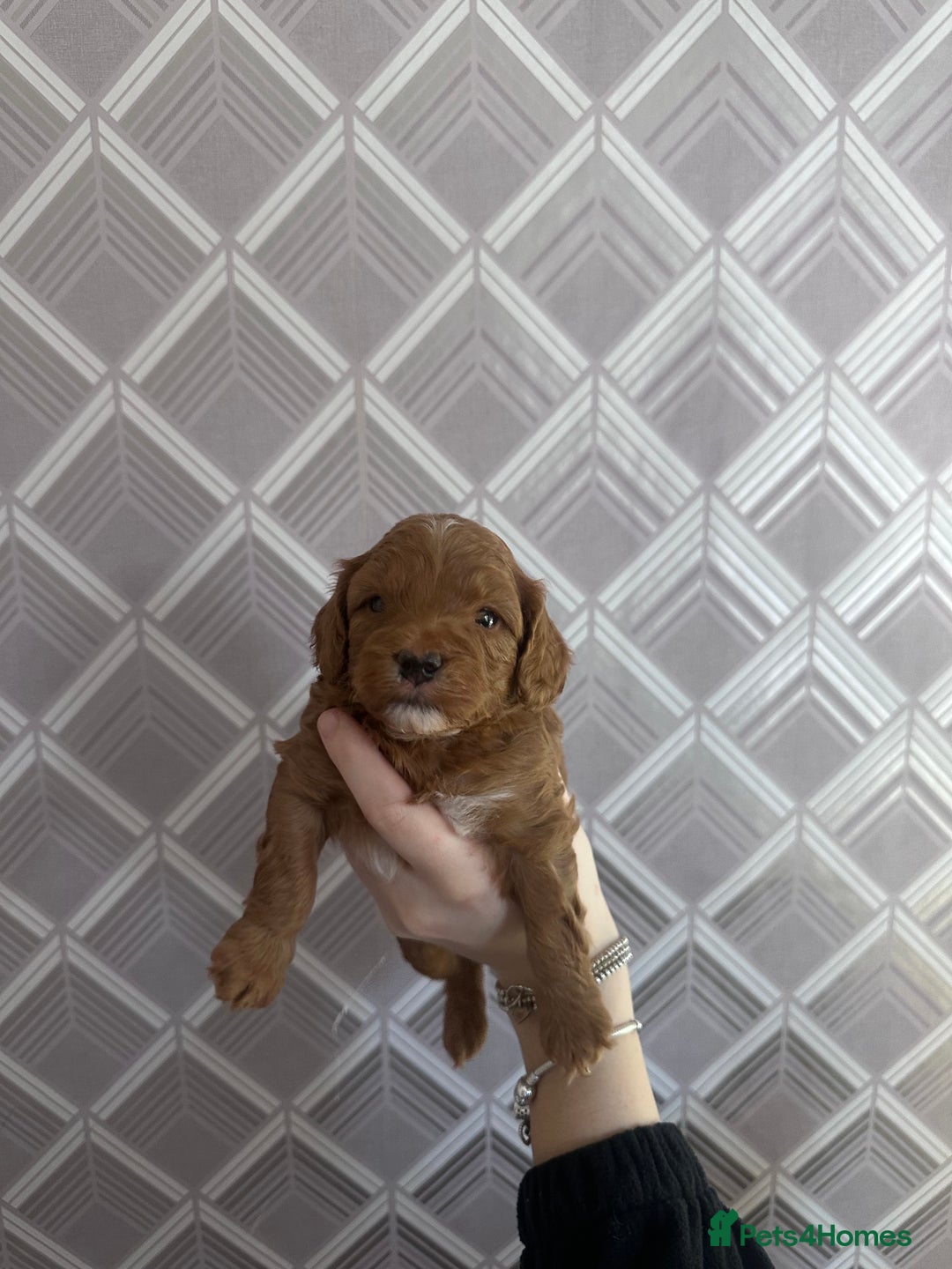 Cockapoo dogs for sale: F1B Minature Cockapoo puppies in Fox Red colour - Advert 6