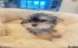 Mixed Breed dogs for sale: Beautiful female yorkie  - Advert 6