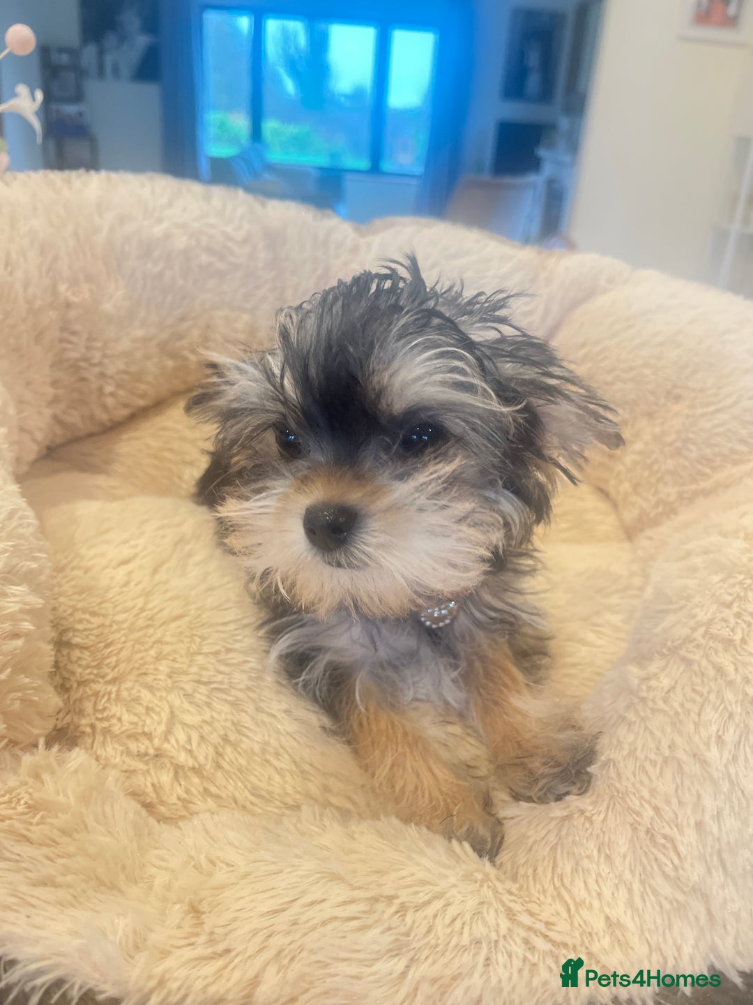 Mixed Breed dogs for sale: Beautiful female yorkie  - Advert 6