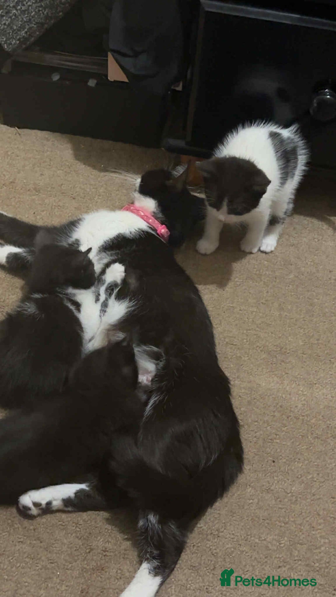 Domestic Shorthair cats for sale: 3 adorable kittens for sale  - Image 1