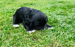 Cockapoo dogs for sale: Beautiful Merle cockapoos - Image 10