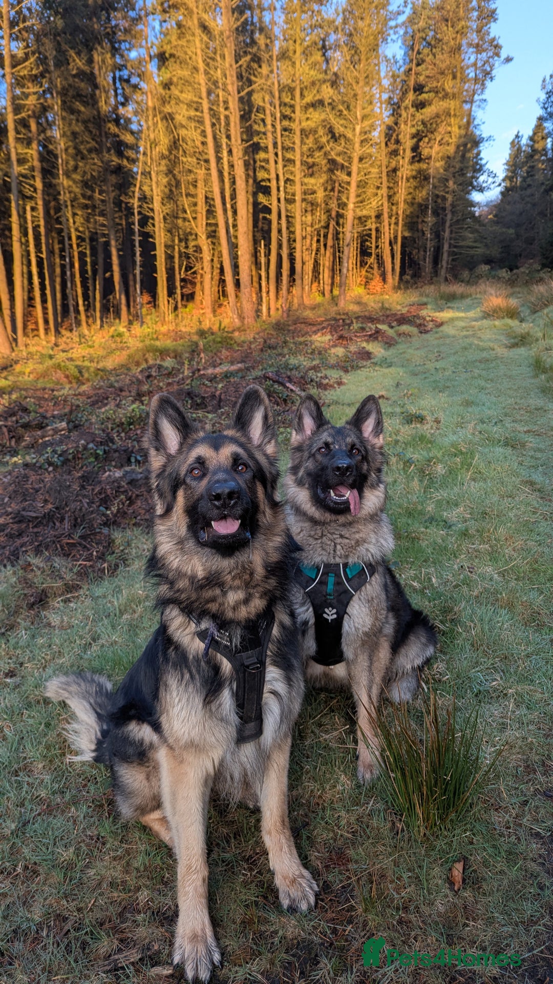 German Shepherd dogs for sale: Chunky GSD pups - Image 4