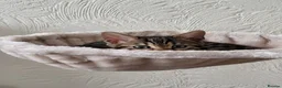 Bengal cats for sale: Beautiful female bengal - Advert 2