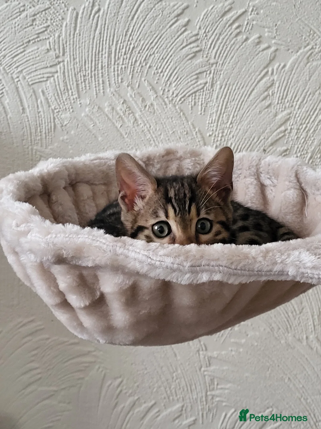 Bengal cats for sale: Beautiful female bengal - Advert 2